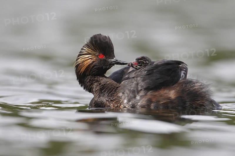 Black-necked Grebe (Podiceps nigricollis) chick, Bavaria, Germany