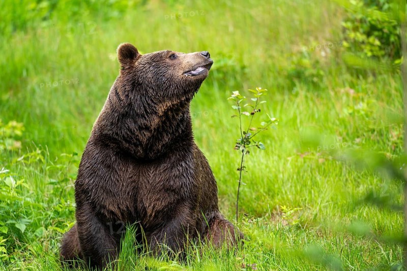 Eurasian brown bear (Ursus arctos arctos) sitting between bushes, Bavarian Forest, Bavaria, Germany