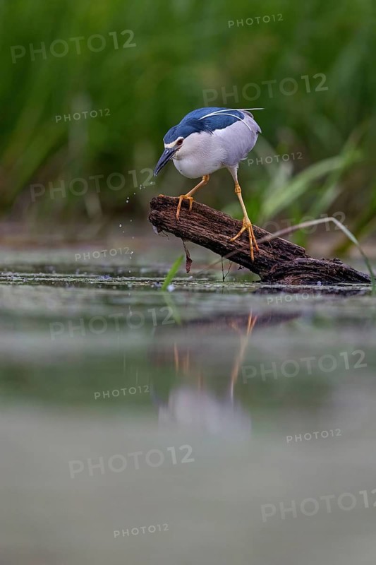 Black-crowned black crowned night heron (Nycticorax nycticorax), Bihoreau gris, HÈron bihoreau, Martinete Com?n, Ayn Razat, Salalah, Dhofar, Oman