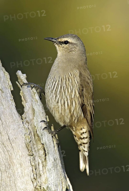 Brown Treecreeper (Climacteris picumnus)