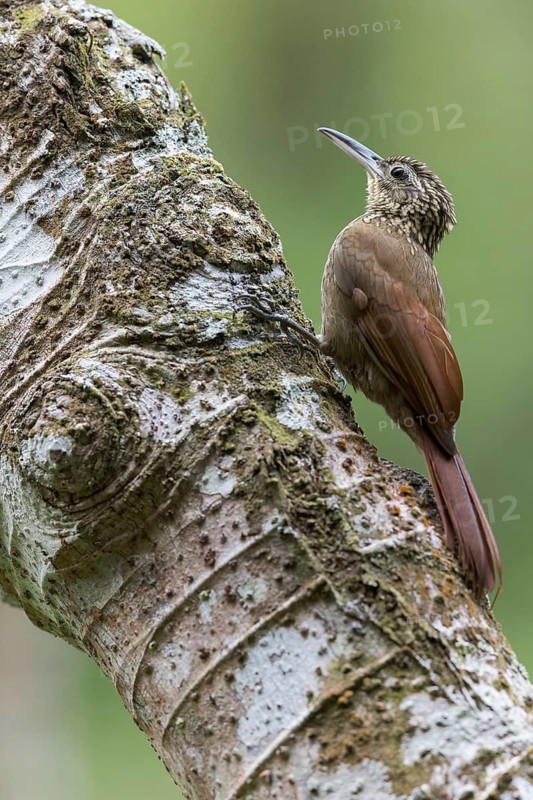 Cocoa Woodcreeper (Xiphorhynchus susurrans) perched on a branch in Panama