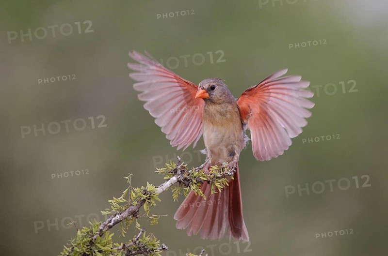 Northern Cardinal (Cardinalis cardinalis) female flying, Texas, USA