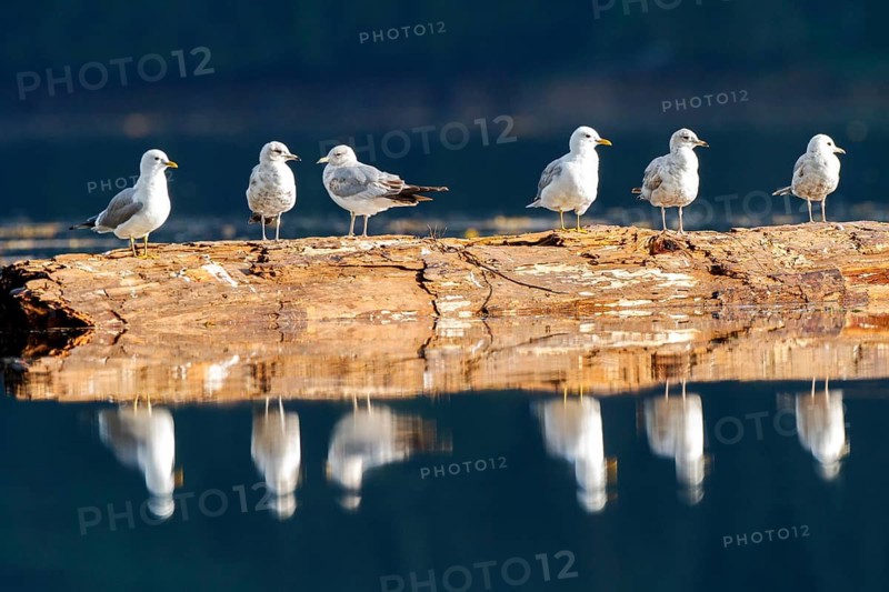 Mew Gull (Larus canus), British Columbia, Canada