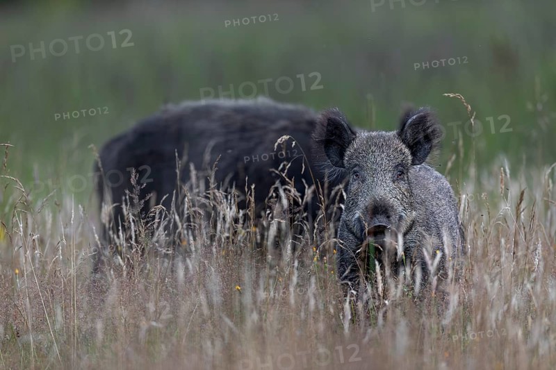 The wild boar (Sus scrofa) has discovered the photographer, Denmark