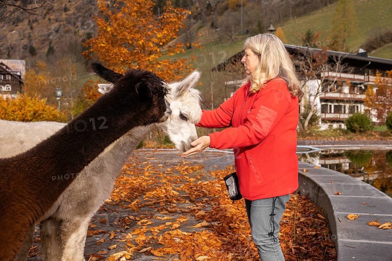 An elderly woman gently interacts with two alpacas in the vibrant Austrian countryside during autumn, surrounded by colorful leaves and a serene mountain backdrop