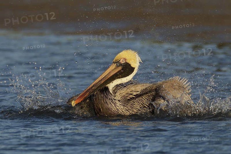 Brown Pelican (Pelecanus occidentalis) bathing, Florida, USA