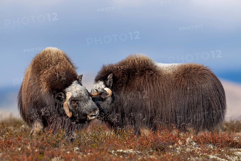 It's hard to believe these rough-and-tumble fellows, but musk oxen (Ovibos moschatus) often socialise with members of the herd, autumn, Ruska, autumn colours, Tundra landscape, Norway