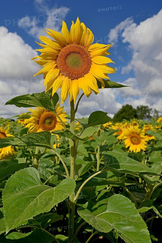 Sunflowers (Helianthus annuus) in bloom, sunflower field, blue cloudy sky, North Rhine-Westphalia, Germany