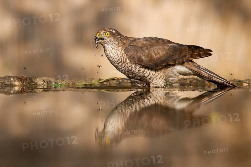 Eurasian Sparrowhawk (Accipiter nisus) female drinking at a waterhole, Subotica, Serbia