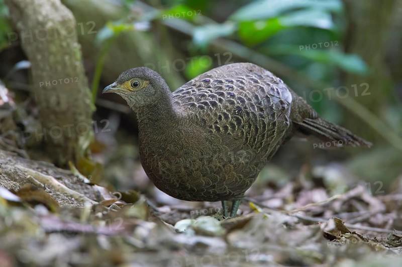 Grey Peacock-Pheasant (Polyplectron bicalcaratum) female, Thailand