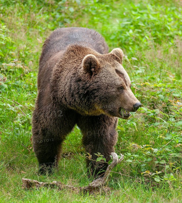Brown bear (Ursus arctos) standing in a forest clearing and eating grass, captive, Bavarian Forest National Park, Bavaria, Germany