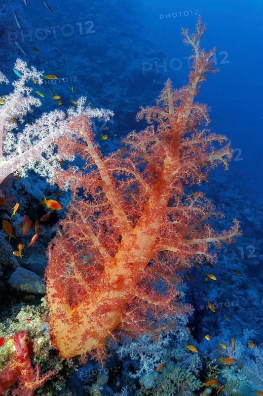 Orange soft coral (Dendronephthya) with thick trunk in orange colour growing in coral reef, Red Sea