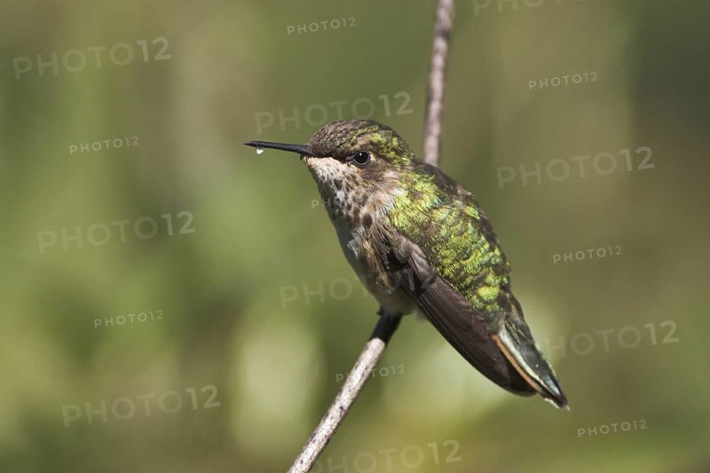 Volcano Hummingbird (Selasphorus flammula), Costa Rica