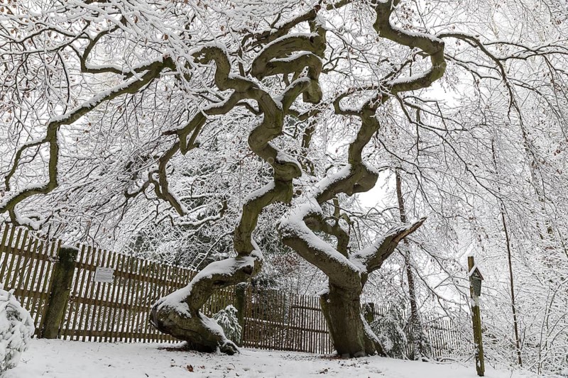 Snow-covered Süntel beech, copper beech (Fagus sylvatica), Tharandt Forest, Saxony, Germany
