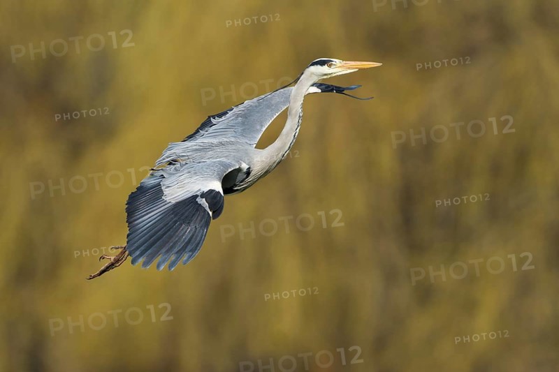 Grey Heron (Ardea cinerea) flying, Baden-Wuerttemberg, Germany