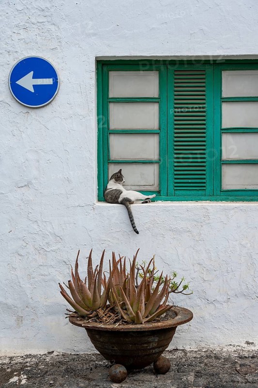 Typical white house with green window with cat, flower pot with succulent plant, Teguise, Lanzarote, Canary Islands, Spain