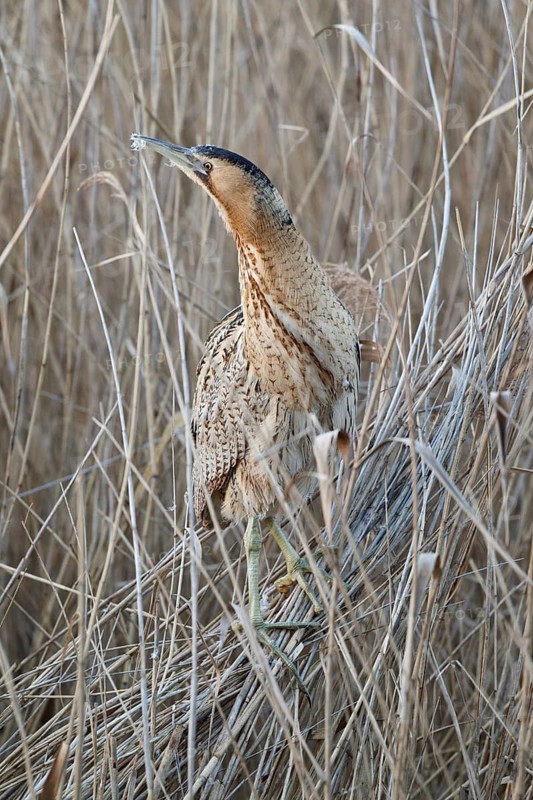 Eurasian Bittern (Botaurus stellaris), Hesse, Germany