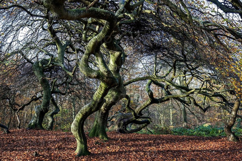 Süntelbuchen (Fagus sylvatica), cripple beeches, Hexenwald, Semper Forest Park, near Lietzow, Rügen, Mecklenburg-Western Pomerania, Germany
