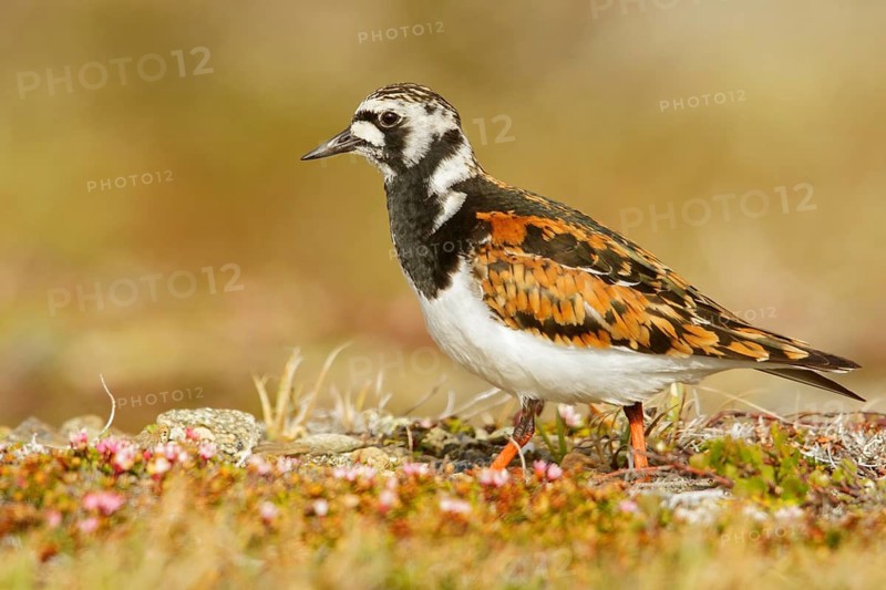 Ruddy Turnstone (Arenaria interpres) perched on the tundra in Nome, Alaska