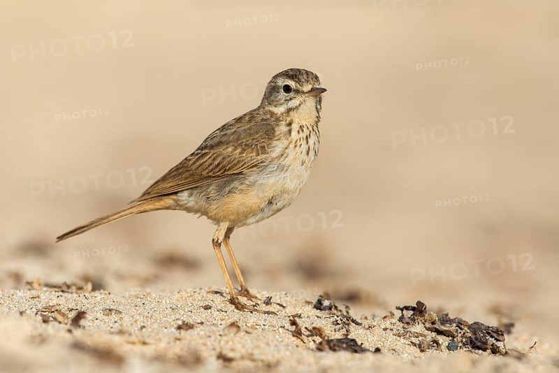 Berthelot's Pipit (Anthus berthelotii) on ground, Fuerteventura, Spain