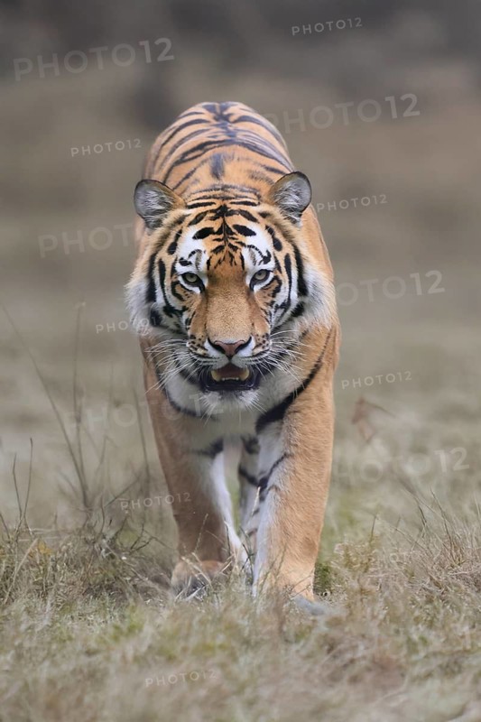 Siberian tiger (Panthera tigris altaica), adult, male, running, stalking, alert