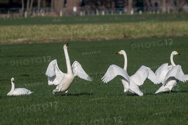 Whooper swans (Cygnus cygnus), Emsland, Lower Saxony, Germany