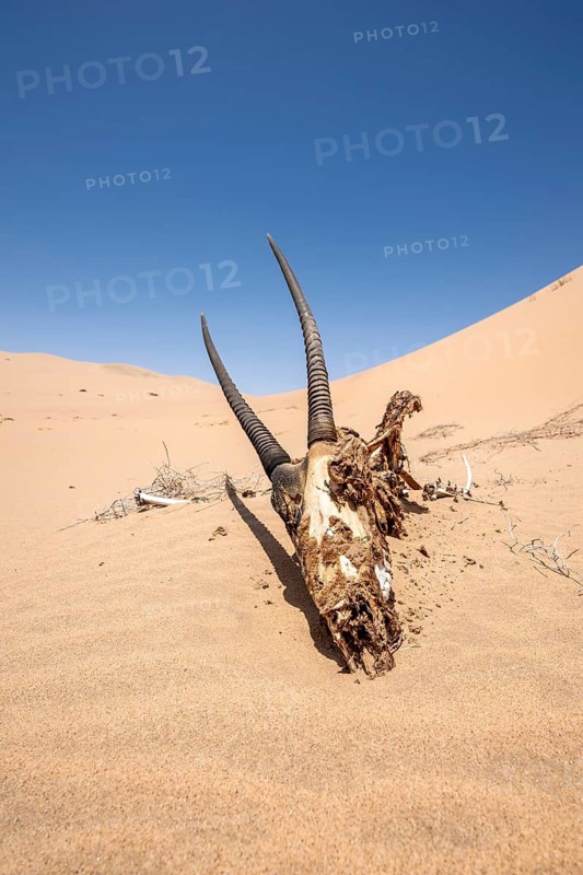 Bone, head with horns of a dead gemsbok (Oryx gazella), cadarver of a dead oryx antelope, between dunes in the sand, Namib Desert, Namib Naukluft Park, Namibia