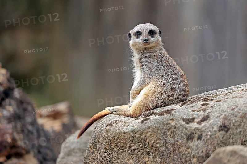 Meerkat (Suricata suricatta), captive
