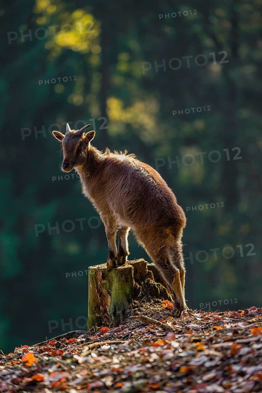 A female Himalayan tahr (Hemitragus jemlahicus) stands backlit on a tree stump at a forest edge. In the background is a dense forest