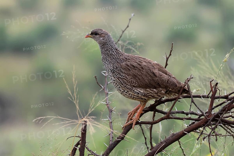 Natal Francolin (Pternistis natalensis), adult, perch, alert, Pilanesberg National Park, North West Province, South Africa