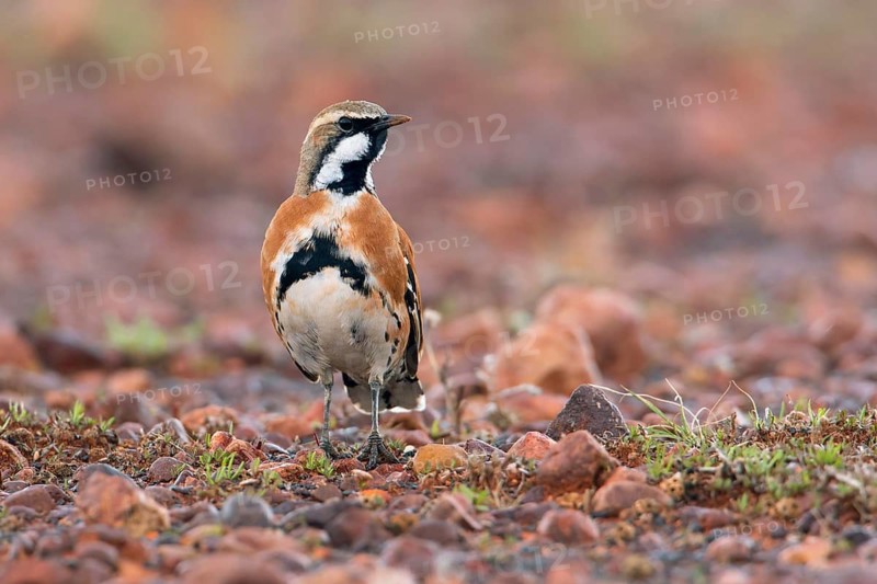 Cinnamon Quail-thrush (Cinclosoma cinnamomeum) male, South Australia, Australia
