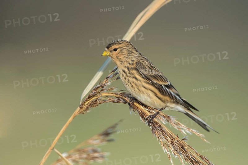 Twite (Linaria flavirostris), Schleswig-Holstein, Germany