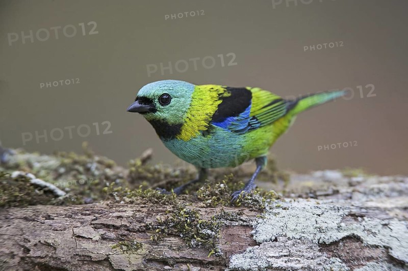 Green-headed Tanager (Tangara seledon)