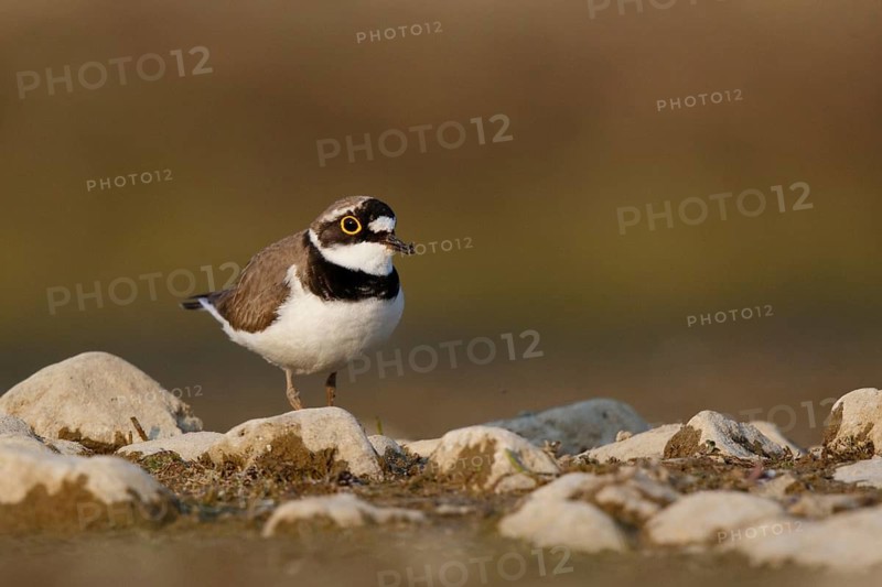 Little Ringed Plover (Charadrius dubius) male, North Rhine-Westphalia, Germany