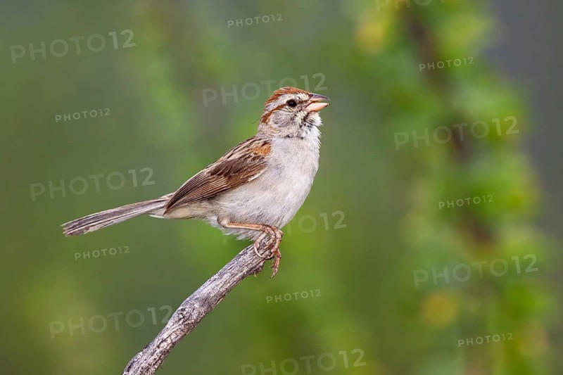 Rufous-winged Sparrow Peucaea carpalis Santa Rita Mountains, Santa Cruz County, Arizona, United States 6 September Adult Emberizidae