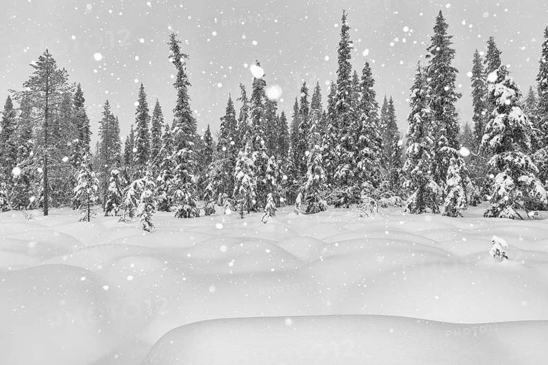 Boreal forest during snowfall, Gällivare, Lapland, Sweden, February 2020