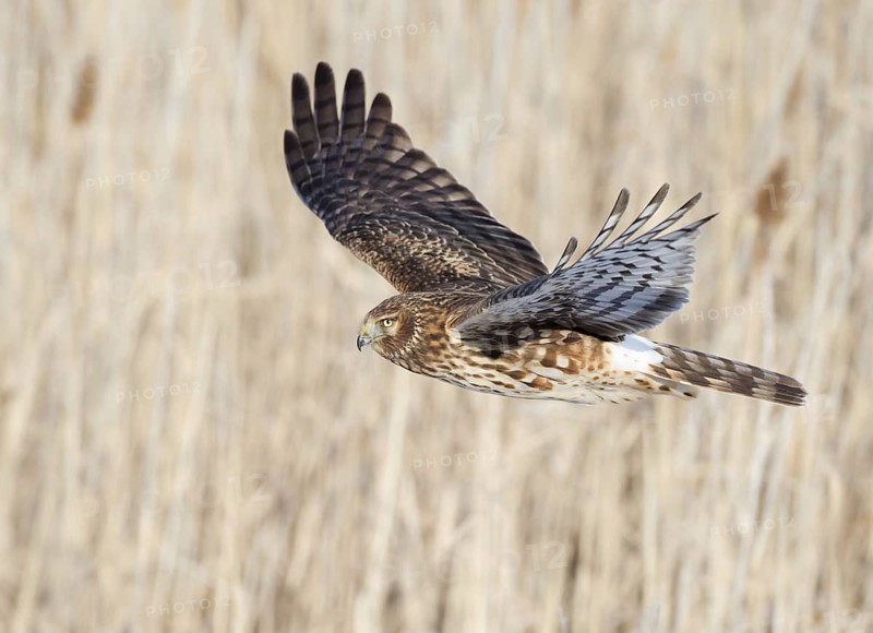 Northern Harrier (Circus hudsonius) female flying, Utah, USA