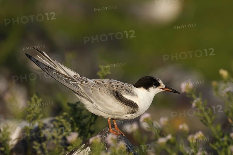 Common Tern (Sterna hirundo) juvenile, Lower Saxony, Germany