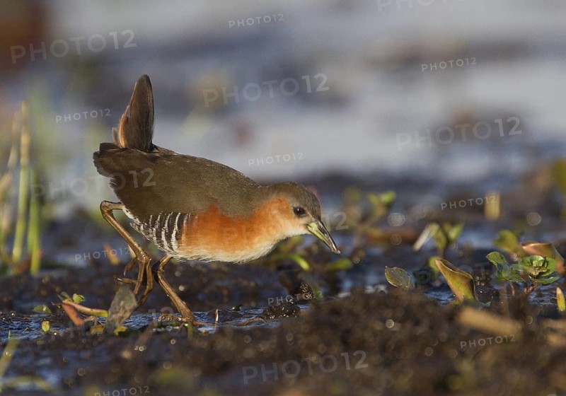 Red-and-white Crake (Laterallus leucopyrrhus), Corrientes, Argentina