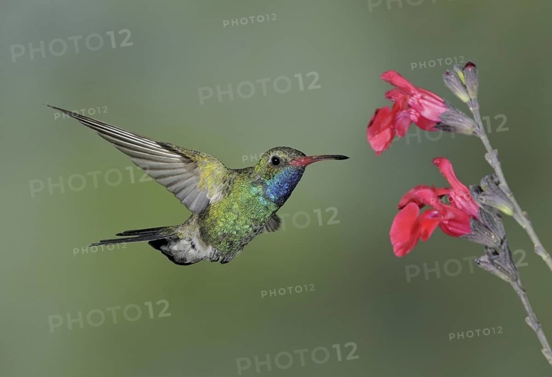 Broad-billed Hummingbird (Cynanthus latirostris), Arizona, USA