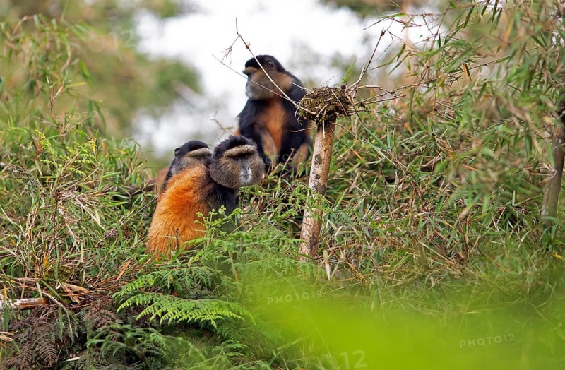 Golden monkeys (Cercopithecus mitis kandti) in the bamboo forest, Virunga Volcanic Mountains, Parc National des Volcans, Volcanoes National Park, Rwanda