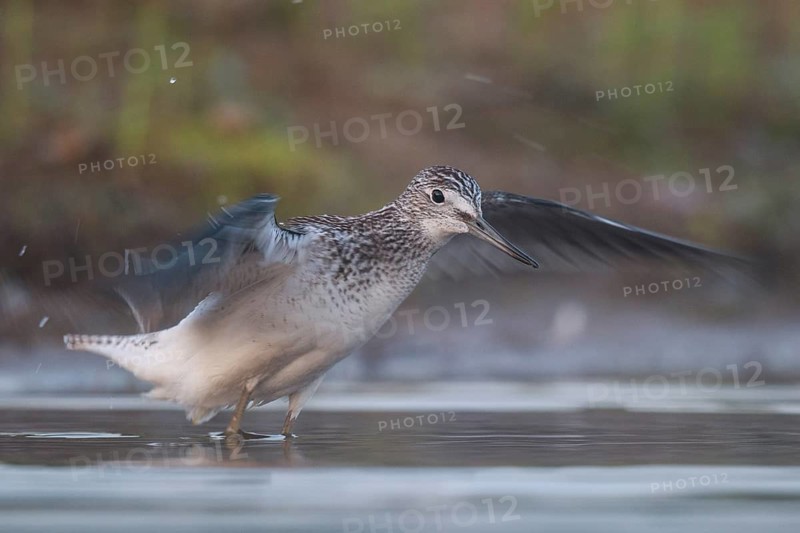 Common Greenshank (Tringa nebularia), North Rhine-Westphalia, Germany