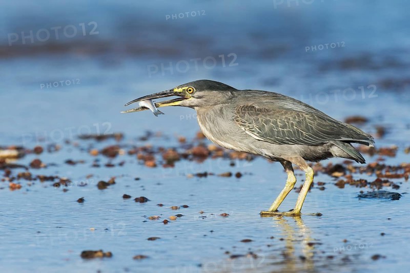 Striated Heron (Butorides striata) with fish prey in beak, Eilat, Israel