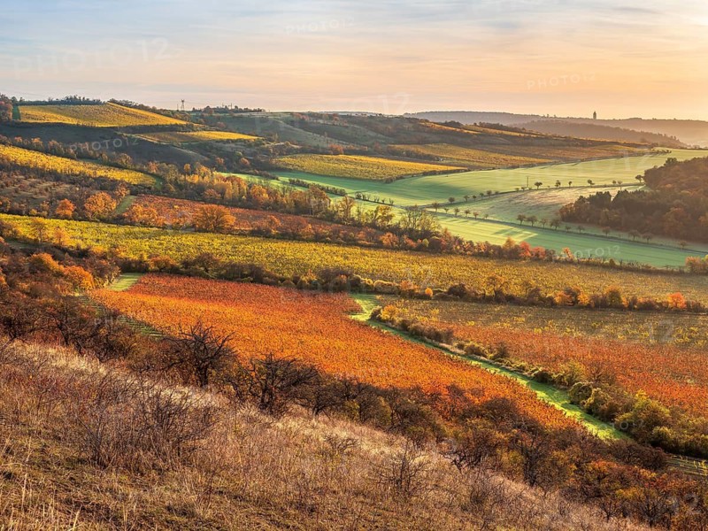 View over colourful vineyards in the Unstrut valley in autumn in the first morning light, Saale-Unstrut wine-growing region, near Freyburg (Unstrut), Saxony-Anhalt, Germany