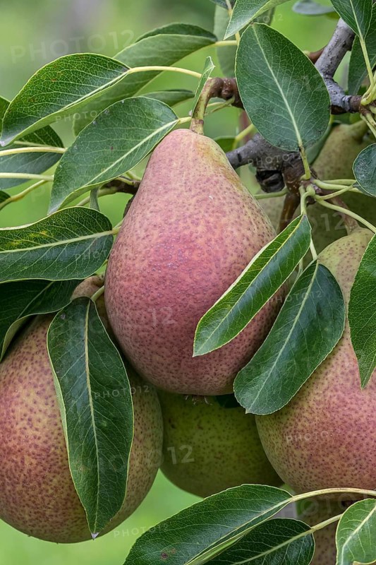 Pear (Pyrus communis FRED), Bundessorteamt, Germany