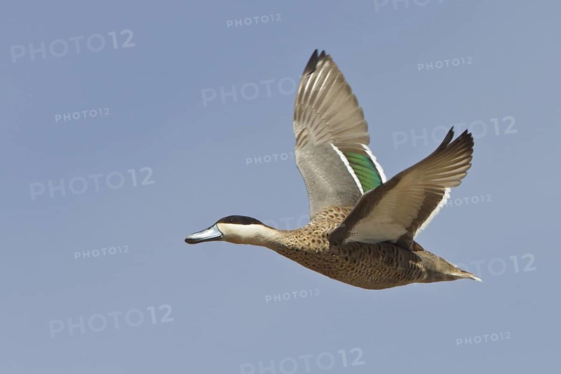 Puna Teal (Anas puna) in flight in Bolivia, South America