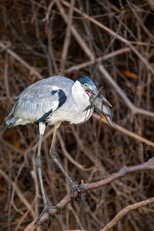 Cocoi Heron (Ardea cocoi) Pantanal Brazil