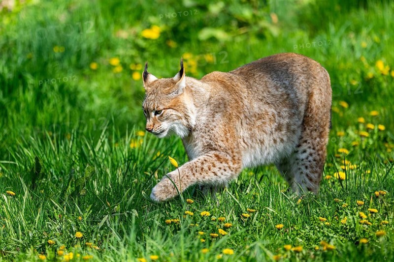 Eurasian lynx (Lynx lynx), walking on a meadow, Bavaria, Germany