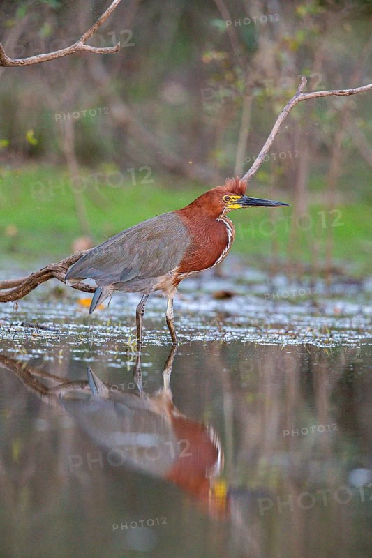 Rufescent tiger heron (Tigrisoma lineatum) Pantanal Brazil