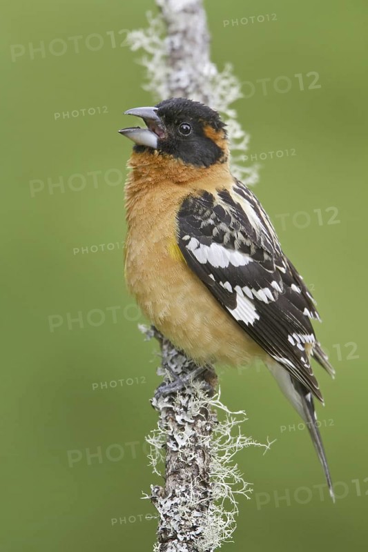 Black-headed Grosbeak (Pheucticus melanocephalus) male, British Columbia, Canada